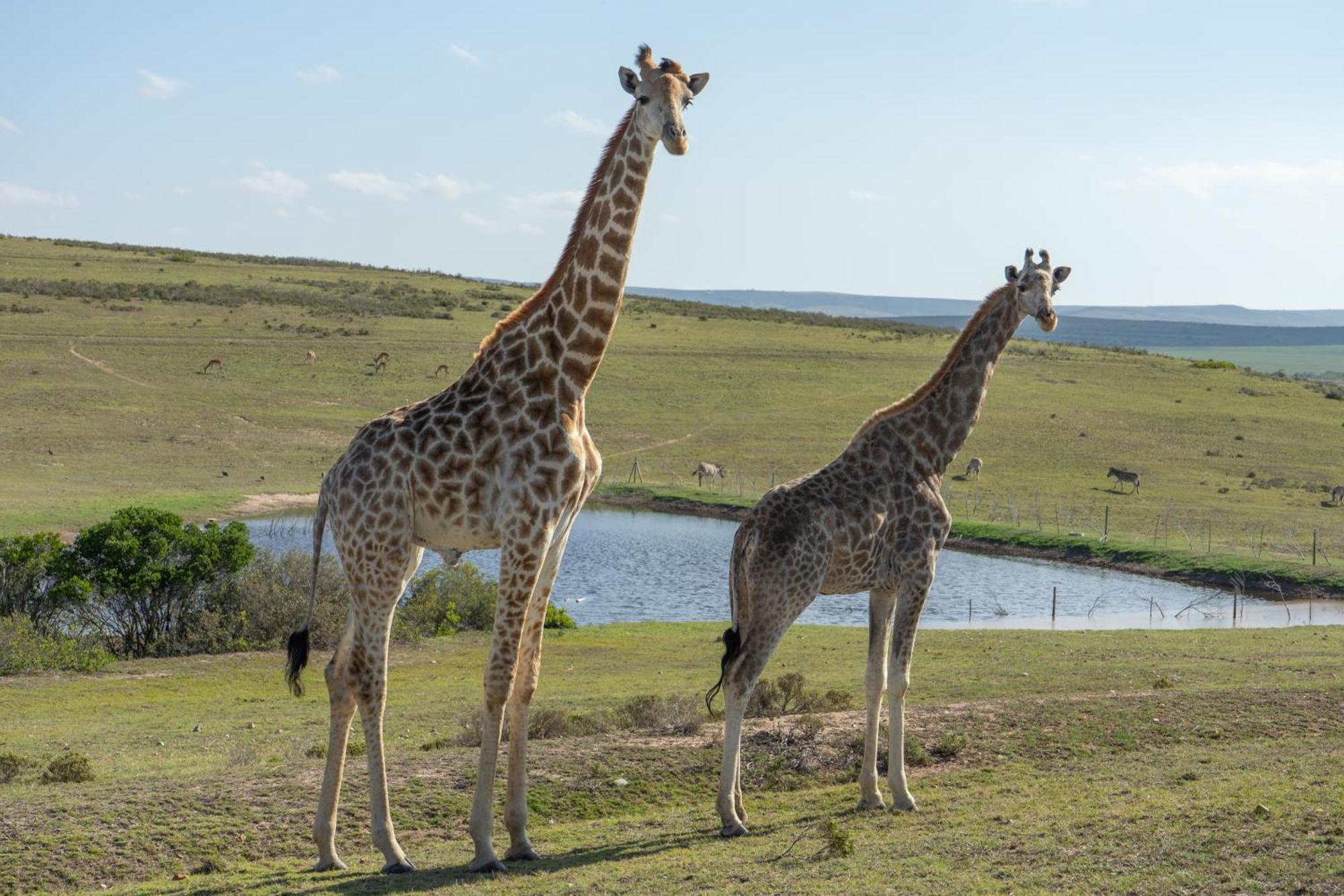Hartenbos Private Game Lodge Eksteriør bilde