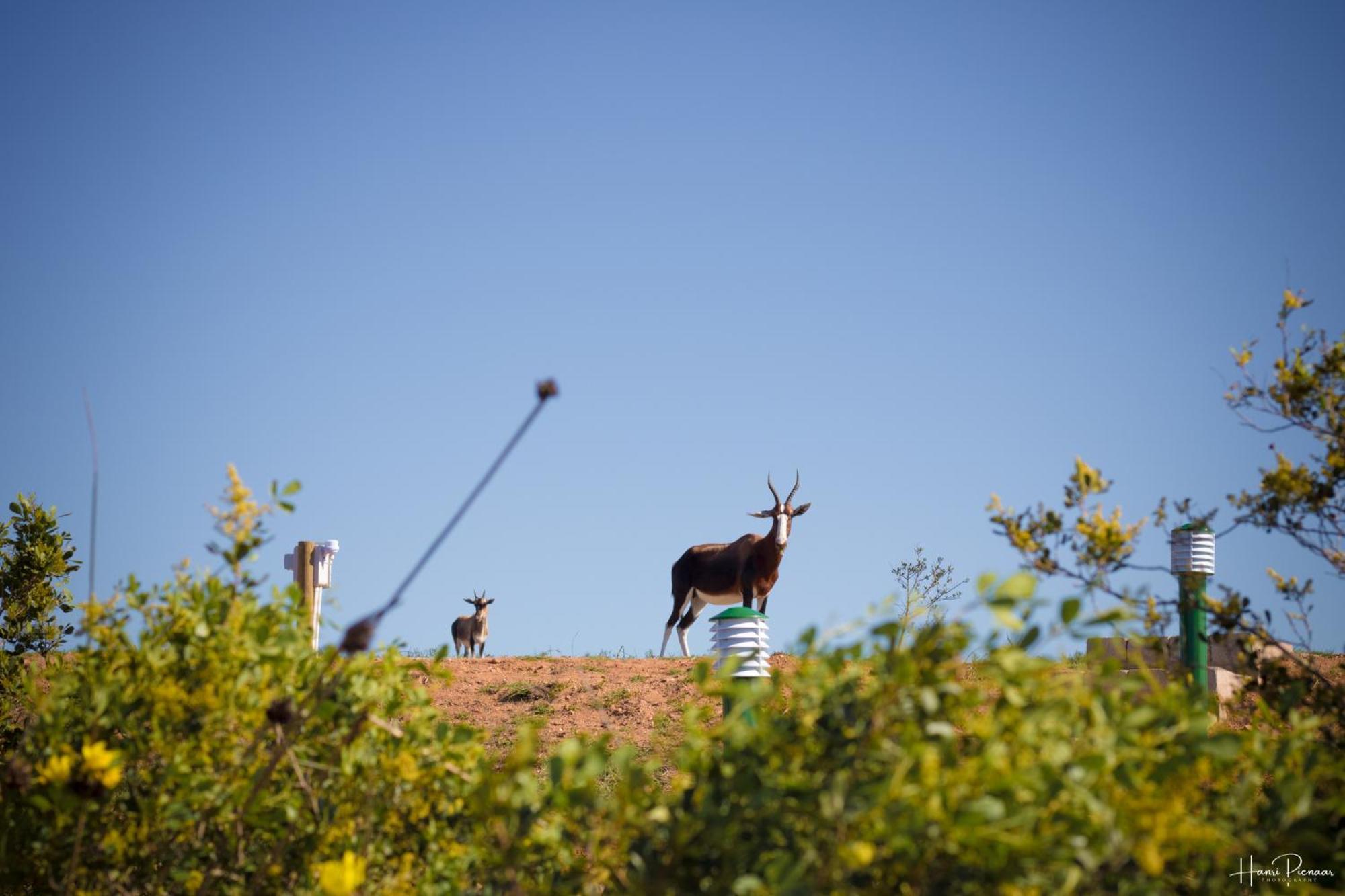 Hartenbos Private Game Lodge Eksteriør bilde
