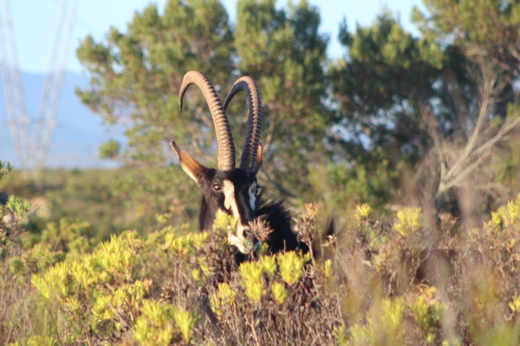 Hartenbos Private Game Lodge Eksteriør bilde