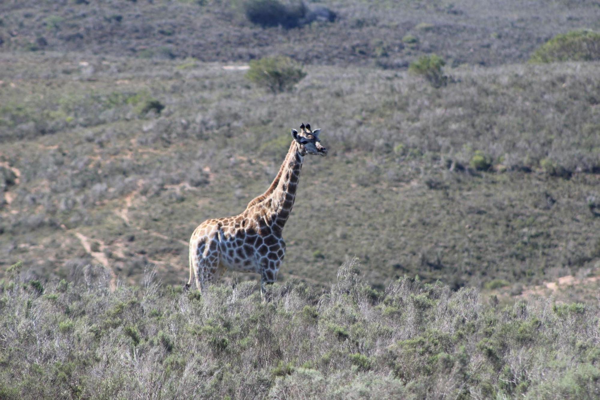Hartenbos Private Game Lodge Eksteriør bilde