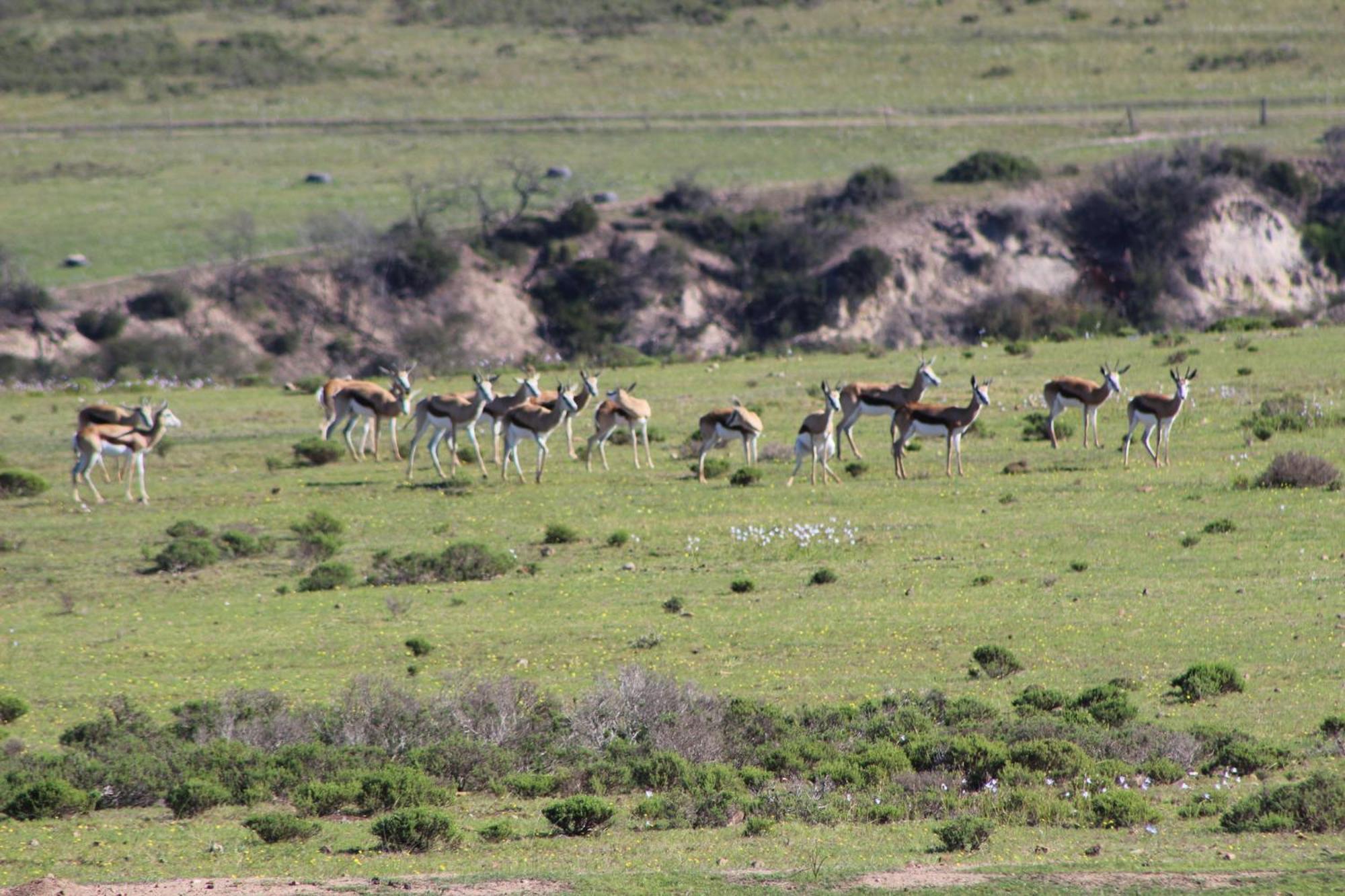 Hartenbos Private Game Lodge Eksteriør bilde